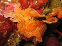 dentelle de neptune - Sertella septentrionalis